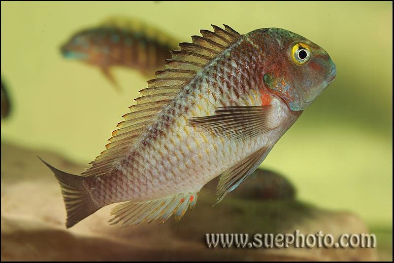 Tropheus sp. 'limespot' Zongwe